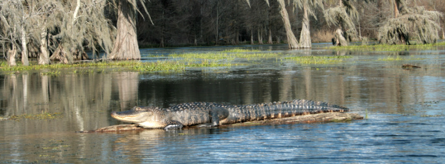 Alligator The Bayou